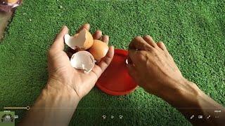 2 ways to use eggshells as fertilizer for crops and plants [upl. by Alaehcim57]