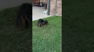 Who wins in the puppy chase Episode 8 kingcharlescavalier puppies [upl. by Catt]