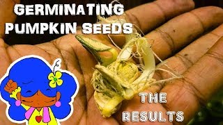 How to germinate Pumpkin Seeds The Results The Garden Of Feodora [upl. by Sedlik935]