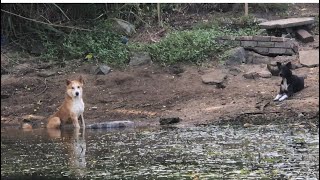 On hot days dogs like to jump into the water and relax [upl. by Yelroc]