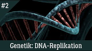 Genetik DNAReplikation einfach und richtig erklärt [upl. by Melissa]