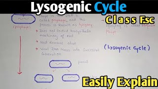 Lysogenic Cycle Of Bacteriophage Fully Explained  Class 11 Biology [upl. by Daeriam]