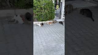 cute cats occupying the street [upl. by Ennair]