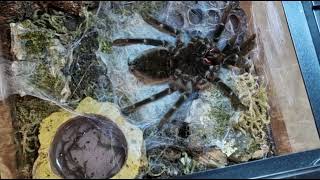 Tarantula Molting TimeLapse brachypelma sp Amazing footage [upl. by Yokum]