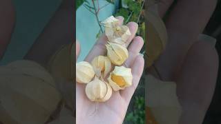 Colhendo alguns Physalis 🧺 shorts fruit physalis harvesting [upl. by Randi]