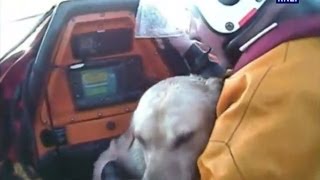 Happisburgh lifeboat rescues dog off swept onto reef [upl. by Gentes219]