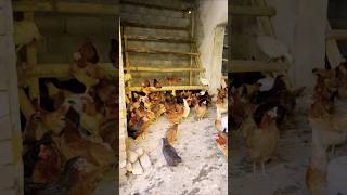 Chicken Farm Golden Hen Farmhousechickenfarm smartbusiness chicken rooster [upl. by Ellehctim]