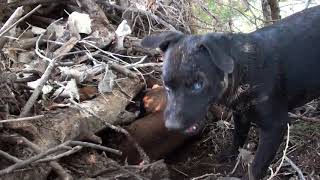 Patterdale Terriers This Mornings Creek Hunt [upl. by Emina777]