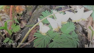 Dutchmans Breeches Dicentra cucullaria Updated 152019 [upl. by Alvira]