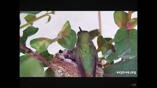 Aryana Hummingbird Chicks Grow Quickly 02122024 exploreorf [upl. by Florenza]