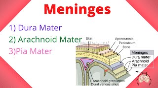 What are meninges  Meninges of brain and spinal cord  Dura mater  Arachnoid mater  Pia mater [upl. by Verile876]