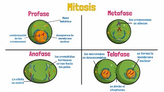 Mitosis Celular [upl. by Nillad]