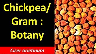 Economic Botany of Chickpea or Gram Cicer arietinum [upl. by Aunson150]