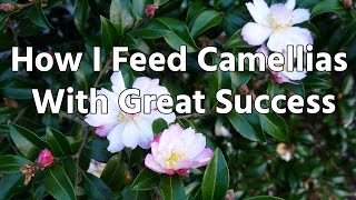 How I Feed Camellias With Great Success [upl. by Asertal569]