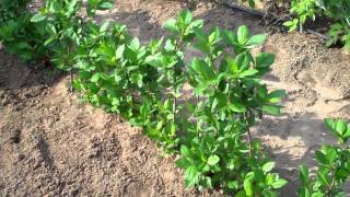 Aronia Berry Plants  DiMeos Aronia Berry Plants Nursery [upl. by Ahsats]