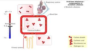 Acidbase imbalances  compensation of metabolic acidosis and alkalosis [upl. by Ashelman]