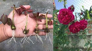 How to grow roses from rose calyx│Rosa [upl. by Turmel745]