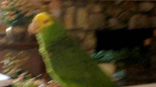 Cosmo The Parrot  Low Flo Rida Part 2 [upl. by Linsk]