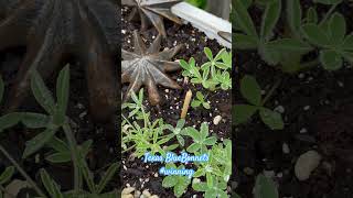 My Bluebonnets are thriving here in NJ ❤️ bluebonnets springhassprung notfromaroundhere [upl. by Aninay]