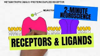 2Minute Neuroscience Receptors amp Ligands [upl. by Neened]