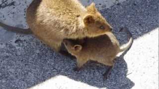 Quokka with baby [upl. by Avram891]