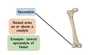 Epicondyle Bone marking [upl. by Aianat]