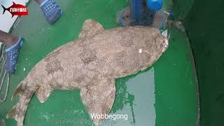 Wobbegong Carpet Shark [upl. by Richardson741]