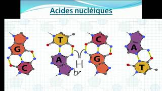 introduction au cours de biochimie structurale [upl. by Aillimac]