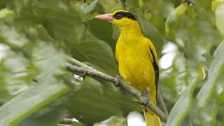 Blacknaped Oriole Song  Oriolus Chinensis [upl. by Cynthla]