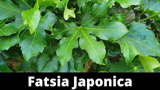 Just a Fatsia Japonica shorts [upl. by Woodhead525]