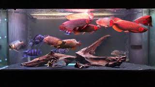 Super Red and Xback Asian Arowana Community Tank April 2019 [upl. by Corkhill]