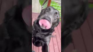 subscribe viralvideo dog animals pets kids labrador dogshorts [upl. by Atkins]