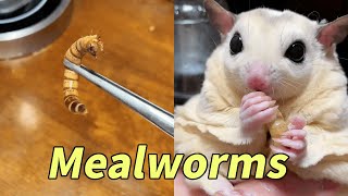 Mealworms are really crunchy [upl. by Dnomde]