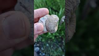 Cadomites engelharti ammonite fossil from the bajocian Inferior oolite of Burton bradstock [upl. by Aushoj]