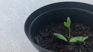 How to grow an olive tree from seed [upl. by Naesed]