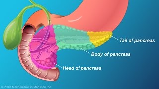 The Role and Anatomy of the Pancreas [upl. by Sheila]