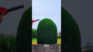 Satisfying Gardening Work 🌳 garden cleaning grass lawn viral fyp story 105 [upl. by Dusa599]