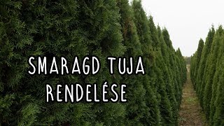 Smaragd tuja  Thuja occidentalis Smaragd rendelése [upl. by Marron652]