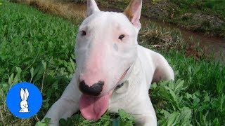 ENGLISH BULL TERRIERS Are the CUTEST Compilation [upl. by Amilah]