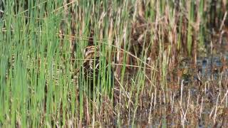 Common Snipe Beccaccino Gallinago gallinago [upl. by Inalaehak]