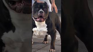 American bully 🐕‍🦺 breedpitbullfacts americanbullypitbull songbollywoodshorts punjabifacts [upl. by Massimo]