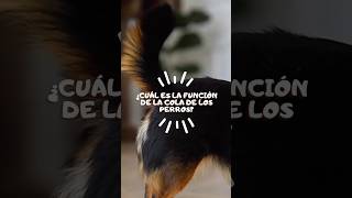 ¿Cuál es la función de la cola de los perros perros doglover cola videodeperros videoeducativo [upl. by Granese]