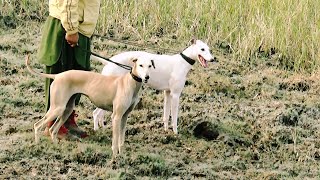 Saluki and greyhound cross whippet two beautiful female dogs [upl. by Htabmas392]