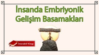 AYT Biyoloji  İnsanda Embriyonik Gelişim Basamakları sayfa124 [upl. by Mikeb]