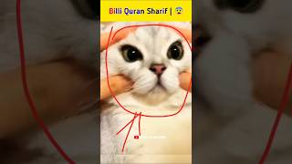 Cat Quran Sharif  😨cat shortsfeed islamicstatus viralvideo video shorts [upl. by Egerton353]