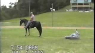 Speed Gaited Horse  The Virginia Undertaker [upl. by Goldshlag515]