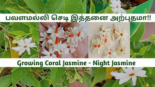 பவளமல்லி வளர்ப்புGrowing Coral Jasmineparijatnight JasmineHarshingarShiulipavalamalligardenin [upl. by Karla]