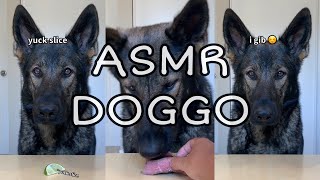 ASMR Dog Rates Different Foods Part 10 [upl. by Tarabar]