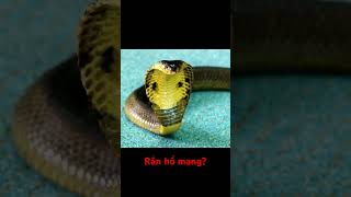 Rắn hổ mang 🐍 rắnhổmang họcvềđộngvật rắnđộc độngvậtchobé [upl. by Aillemac]