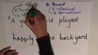 Morphology Episode 3 Lexical amp Functional Morphemes [upl. by Fausta]